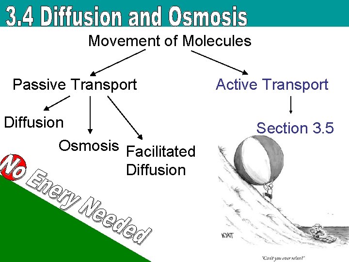 Movement of Molecules Passive Transport Diffusion Osmosis Facilitated Diffusion Active Transport Section 3. 5