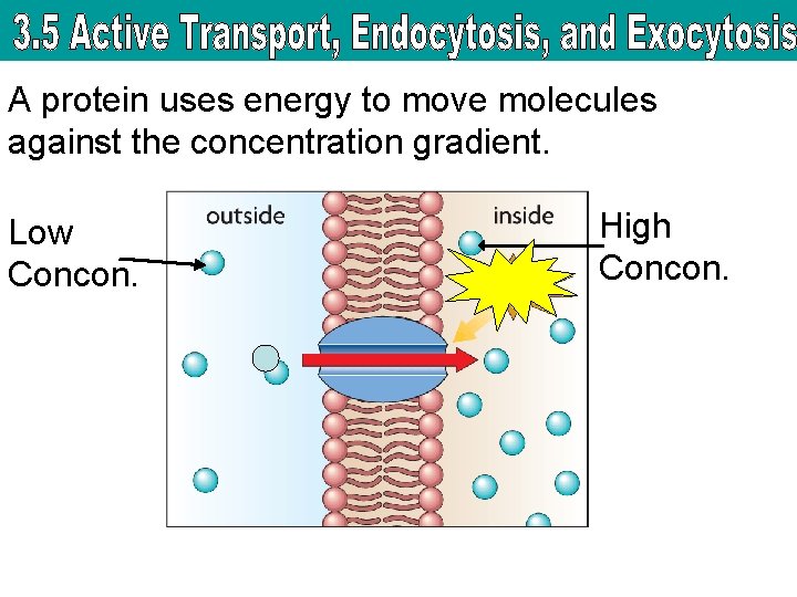 A protein uses energy to move molecules against the concentration gradient. Low Concon. High