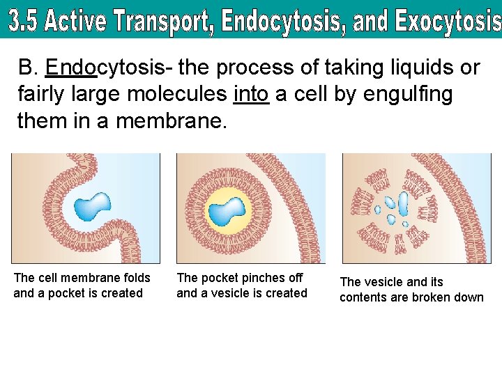 B. Endocytosis- the process of taking liquids or fairly large molecules into a cell
