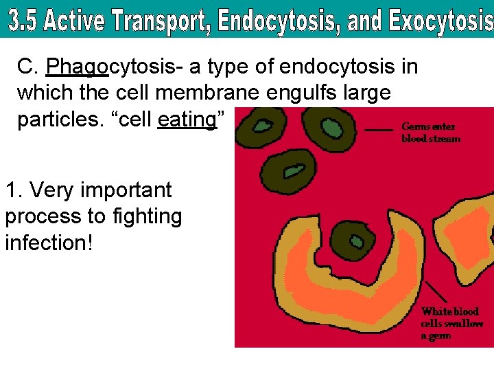 C. Phagocytosis- a type of endocytosis in which the cell membrane engulfs large particles.