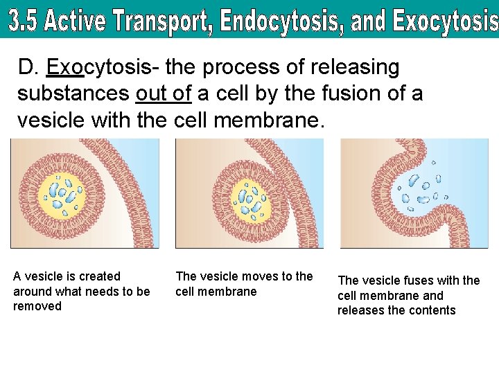 D. Exocytosis- the process of releasing substances out of a cell by the fusion