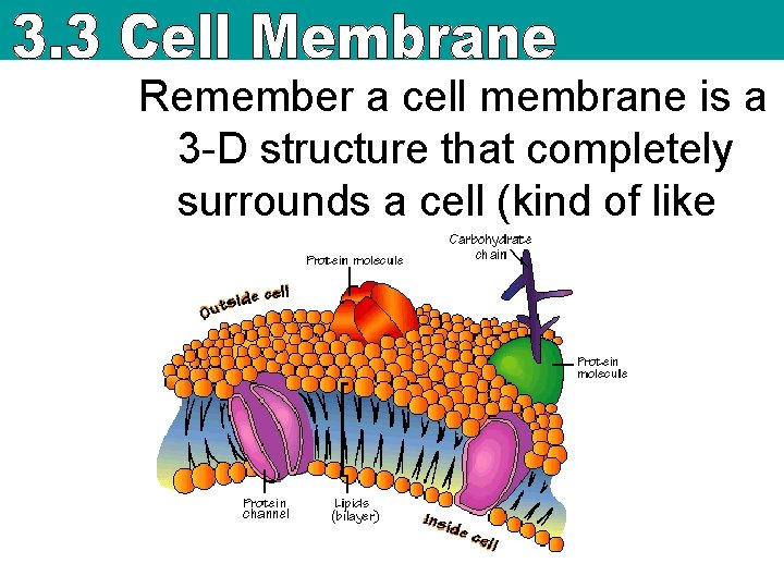 Remember a cell membrane is a 3 -D structure that completely surrounds a cell