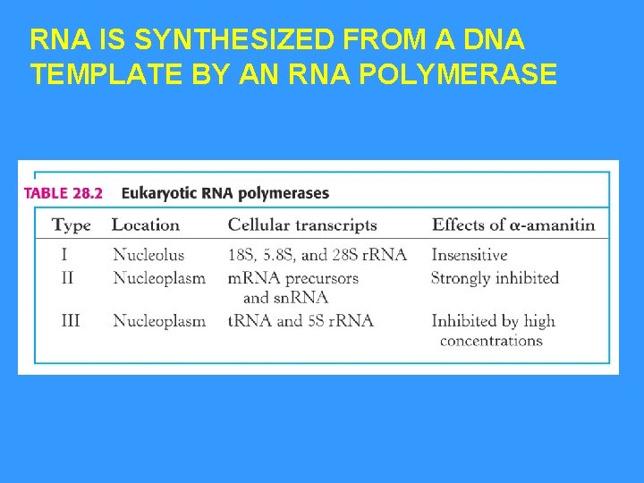 RNA IS SYNTHESIZED FROM A DNA TEMPLATE BY AN RNA POLYMERASE 
