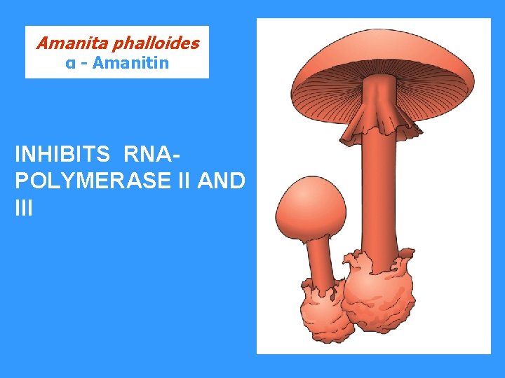 Amanita phalloides α - Amanitin INHIBITS RNAPOLYMERASE II AND III 