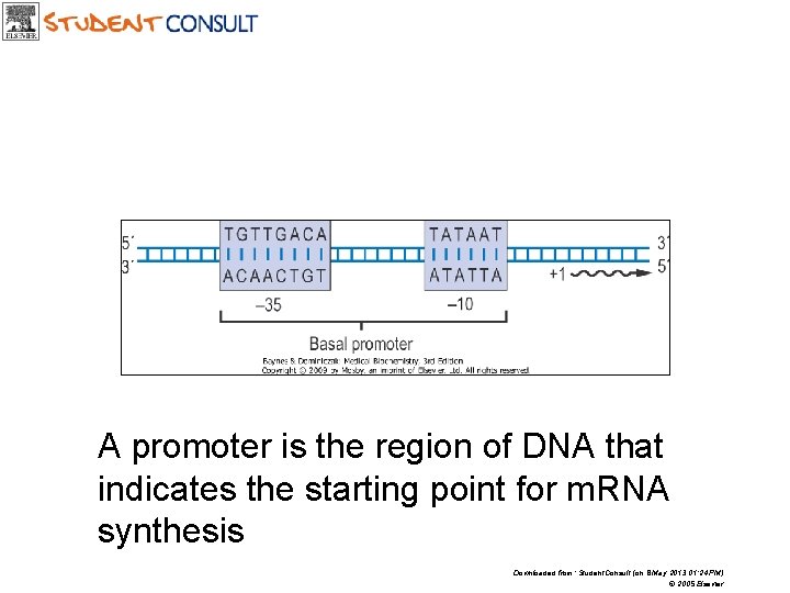 A promoter is the region of DNA that indicates the starting point for m.