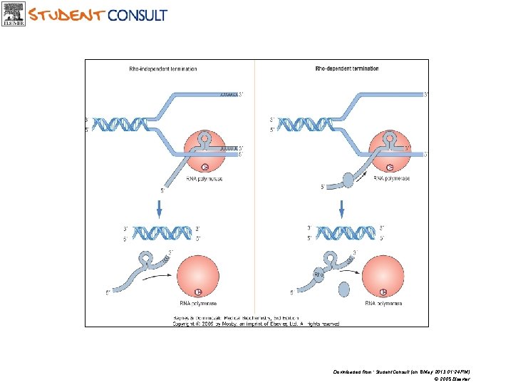 Downloaded from: Student. Consult (on 8 May 2013 01: 24 PM) © 2005 Elsevier