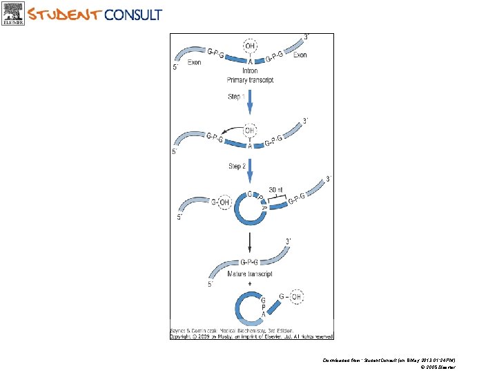 Downloaded from: Student. Consult (on 8 May 2013 01: 24 PM) © 2005 Elsevier