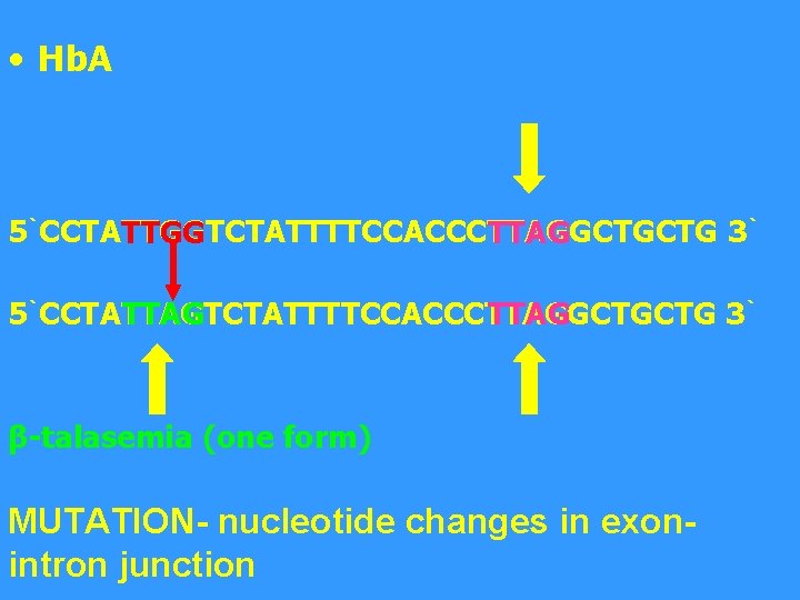  • Hb. A 5`CCTATTGGTCTATTTTCCACCCTTAGGCTGCTG 3` TTGG TTAG 5`CCTATTAGTCTATTTTCCACCCTTAGGCTGCTG 3` TTAG β-talasemia (one form)