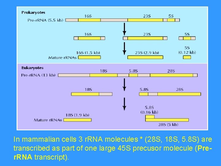 In mammalian cells 3 r. RNA molecules * (28 S, 18 S, 5. 8