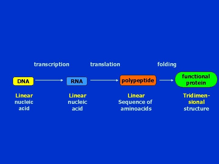 transcription translation DNA RNA Linear nucleic acid folding polypeptide Linear Sequence of aminoacids functional