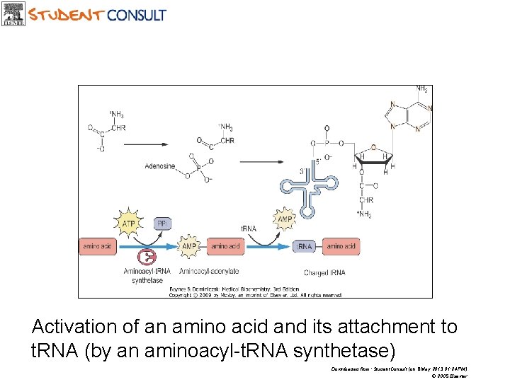 Activation of an amino acid and its attachment to t. RNA (by an aminoacyl-t.