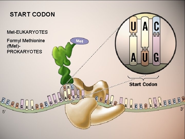 START CODON Met-EUKARYOTES Formyl Methionine (f. Met)PROKARYOTES 