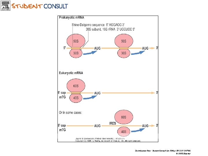 Downloaded from: Student. Consult (on 8 May 2013 01: 24 PM) © 2005 Elsevier