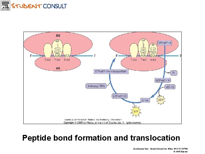 Peptide bond formation and translocation Downloaded from: Student. Consult (on 8 May 2013 01:
