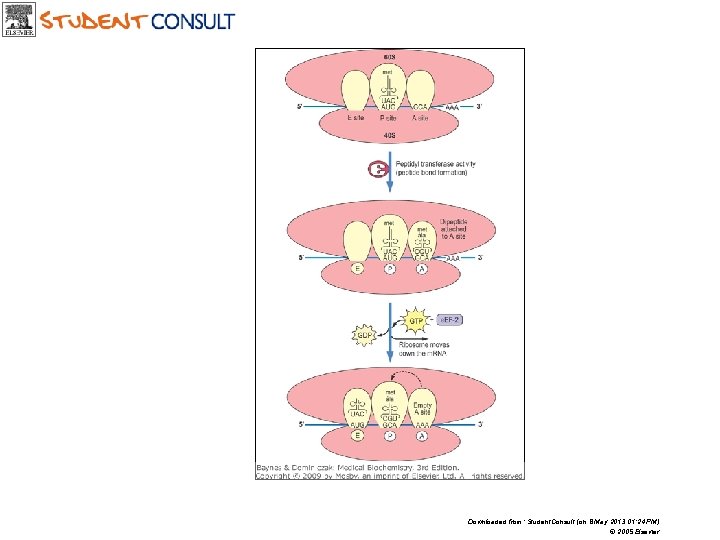 Downloaded from: Student. Consult (on 8 May 2013 01: 24 PM) © 2005 Elsevier
