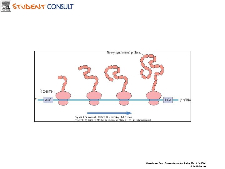 Downloaded from: Student. Consult (on 8 May 2013 01: 24 PM) © 2005 Elsevier