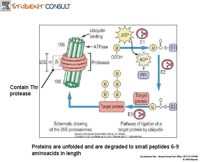 Contain Thr protease Proteins are unfolded and are degraded to small peptides 6 -9