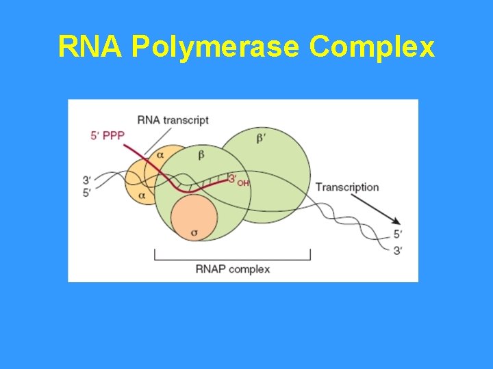 RNA Polymerase Complex 