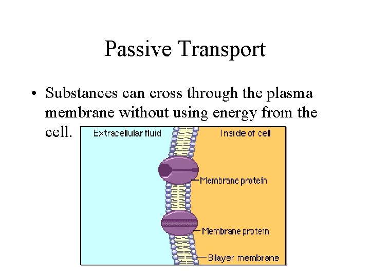 Passive Transport • Substances can cross through the plasma membrane without using energy from