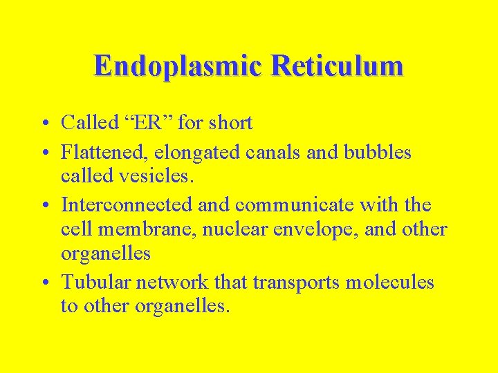 Endoplasmic Reticulum • Called “ER” for short • Flattened, elongated canals and bubbles called