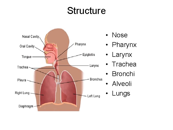 Structure • • Nose Pharynx Larynx Trachea Bronchi Alveoli Lungs 