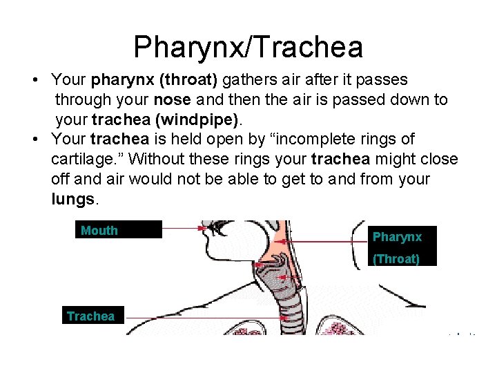 Pharynx/Trachea • Your pharynx (throat) gathers air after it passes through your nose and