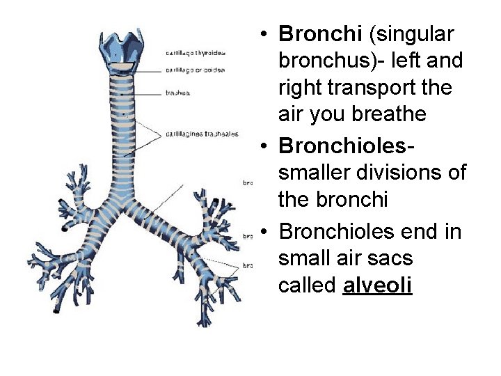  • Bronchi (singular bronchus)- left and right transport the air you breathe •