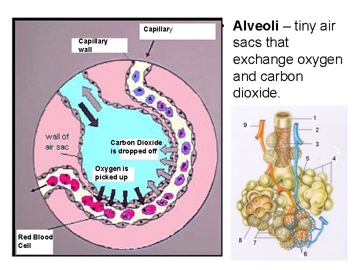 Capillary wall Carbon Dioxide is dropped off Oxygen is picked up Red Blood Cell