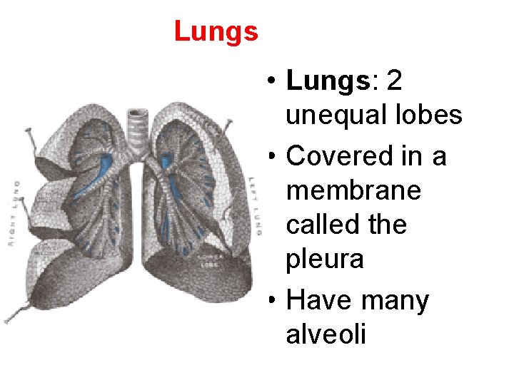Lungs • Lungs: 2 unequal lobes • Covered in a membrane called the pleura