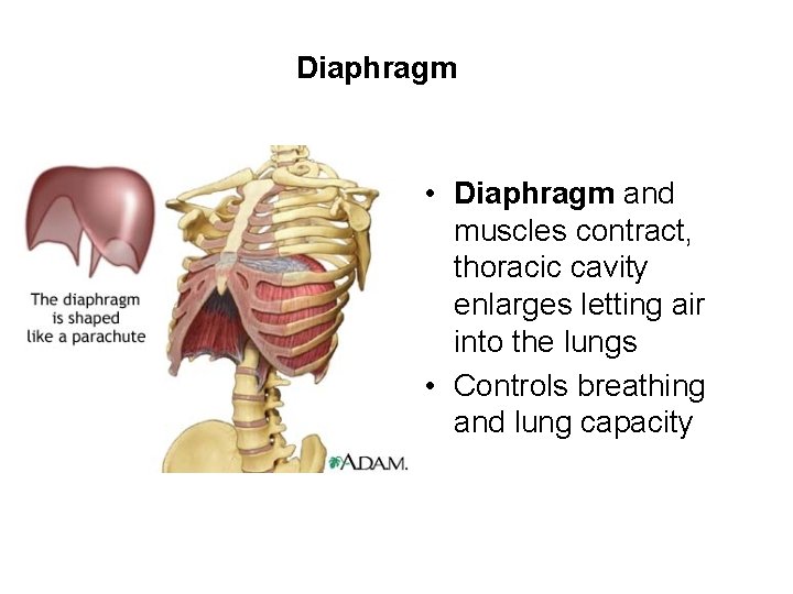 Diaphragm • Diaphragm and muscles contract, thoracic cavity enlarges letting air into the lungs