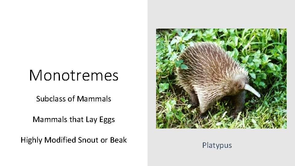 Monotremes Subclass of Mammals that Lay Eggs Highly Modified Snout or Beak Platypus 