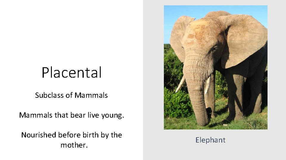 Placental Subclass of Mammals that bear live young. Nourished before birth by the mother.