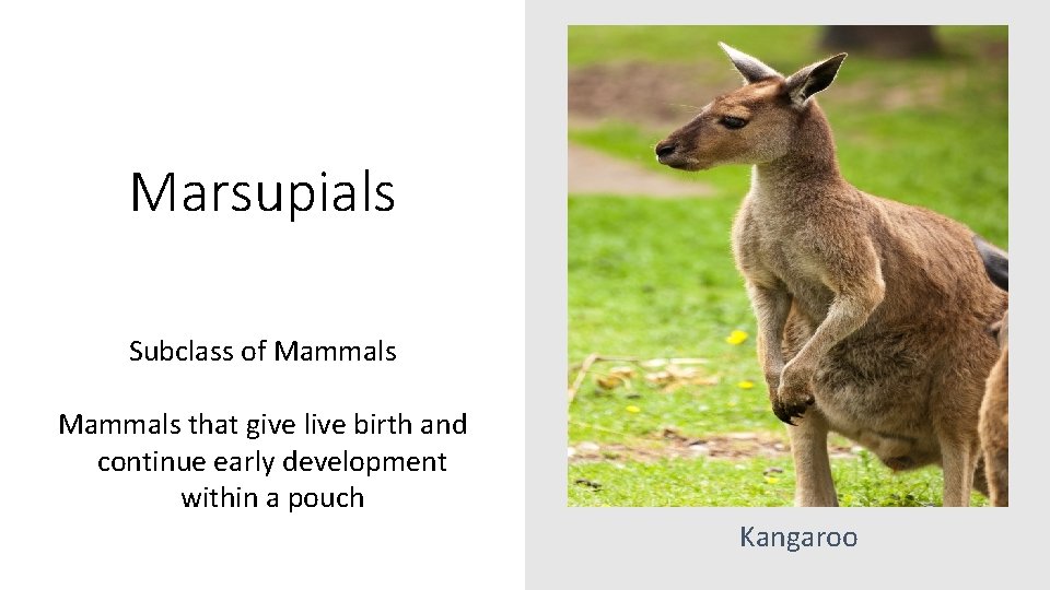 Marsupials Subclass of Mammals that give live birth and continue early development within a