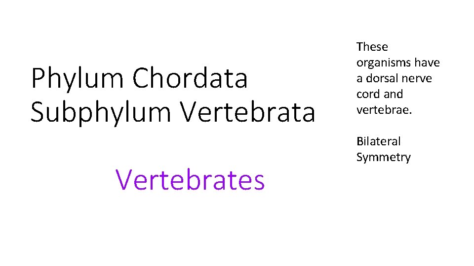 Phylum Chordata Subphylum Vertebrata Vertebrates These organisms have a dorsal nerve cord and vertebrae.