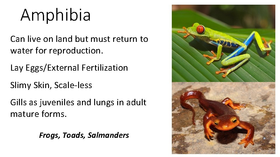 Amphibia Can live on land but must return to water for reproduction. Lay Eggs/External