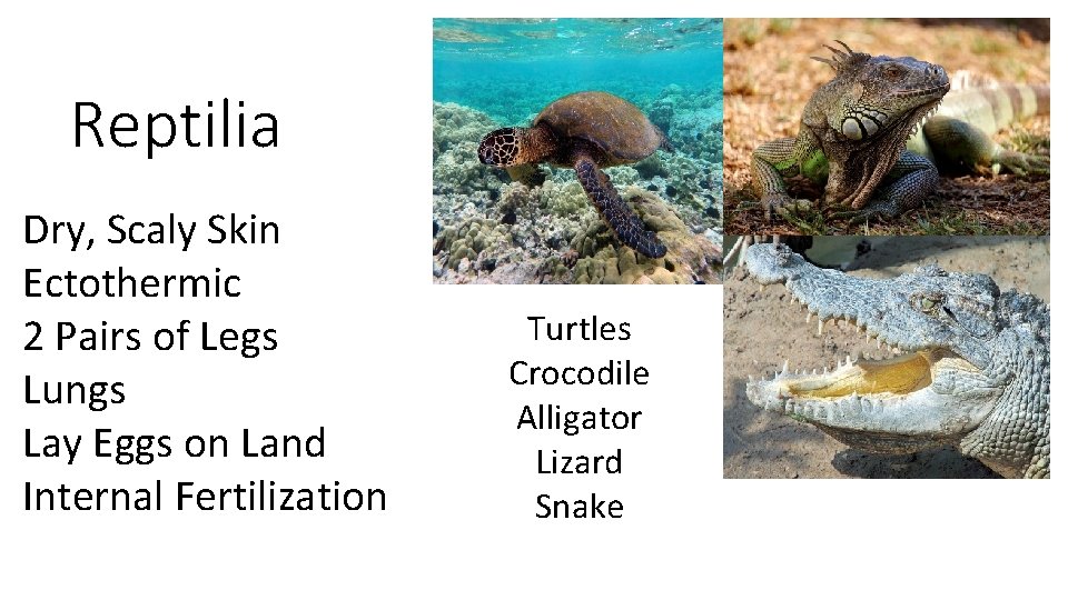 Reptilia Dry, Scaly Skin Ectothermic 2 Pairs of Legs Lungs Lay Eggs on Land