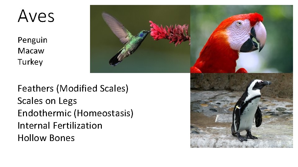 Aves Penguin Macaw Turkey Feathers (Modified Scales) Scales on Legs Endothermic (Homeostasis) Internal Fertilization