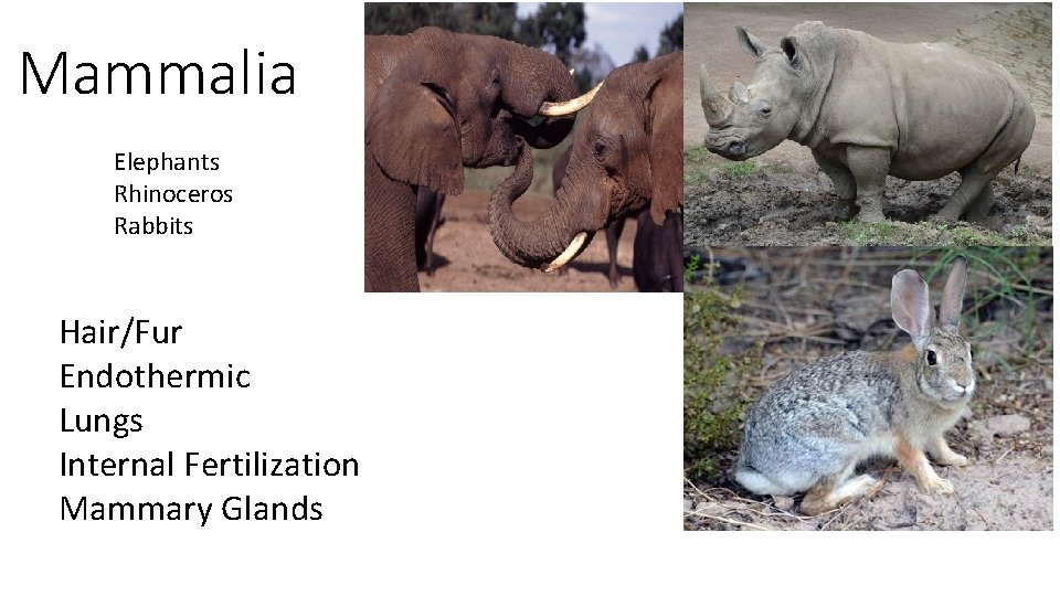 Mammalia Elephants Rhinoceros Rabbits Hair/Fur Endothermic Lungs Internal Fertilization Mammary Glands 