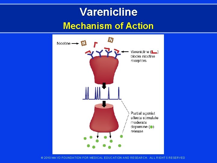 Varenicline Mechanism of Action © 2010 MAYO FOUNDATION FOR MEDICAL EDUCATION AND RESEARCH. ALL