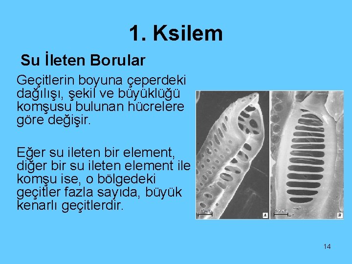 1. Ksilem Su İleten Borular Geçitlerin boyuna çeperdeki dağılışı, şekil ve büyüklüğü komşusu bulunan