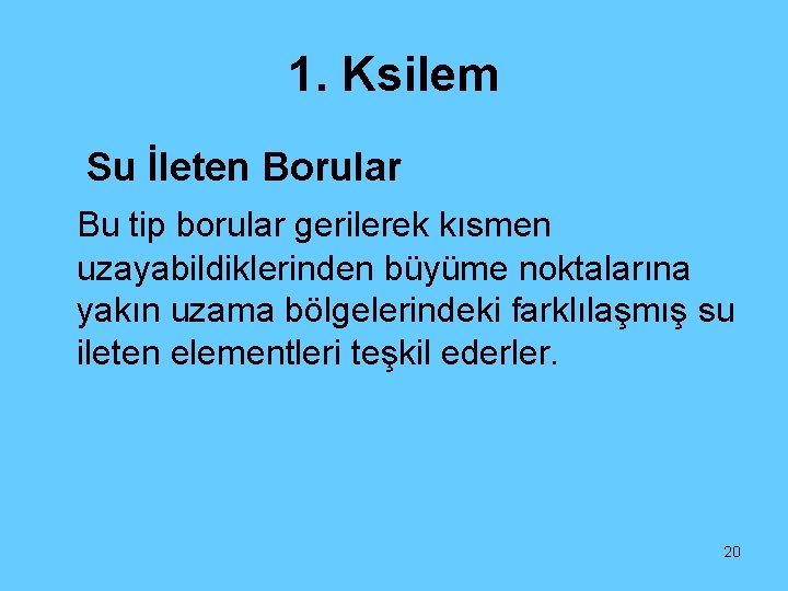 1. Ksilem Su İleten Borular Bu tip borular gerilerek kısmen uzayabildiklerinden büyüme noktalarına yakın