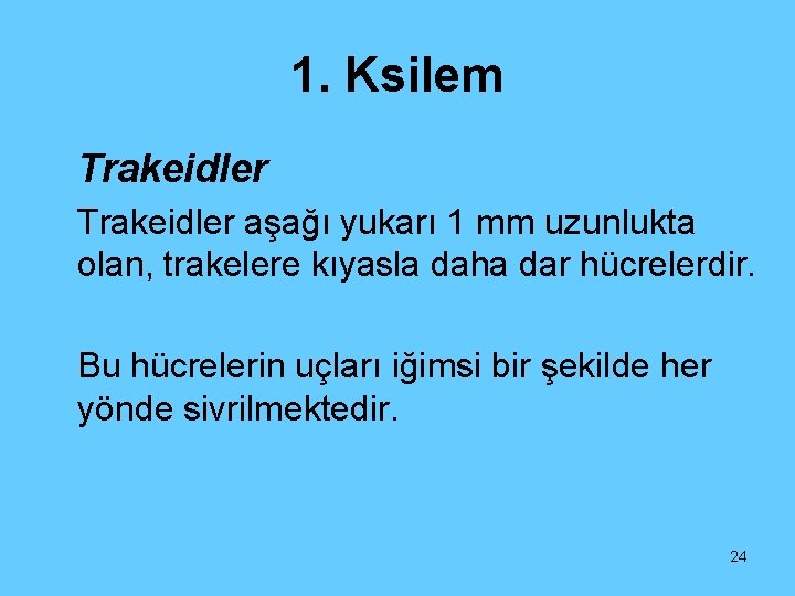 1. Ksilem Trakeidler aşağı yukarı 1 mm uzunlukta olan, trakelere kıyasla daha dar hücrelerdir.