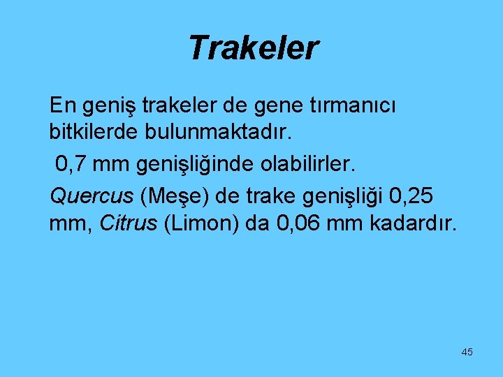 Trakeler En geniş trakeler de gene tırmanıcı bitkilerde bulunmaktadır. 0, 7 mm genişliğinde olabilirler.