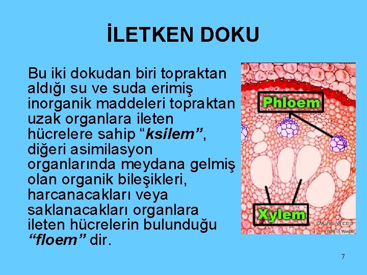 İLETKEN DOKU Bu iki dokudan biri topraktan aldığı su ve suda erimiş inorganik maddeleri