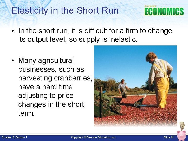 Elasticity in the Short Run • In the short run, it is difficult for Elasticity in the Short Run • In the short run, it is difficult for