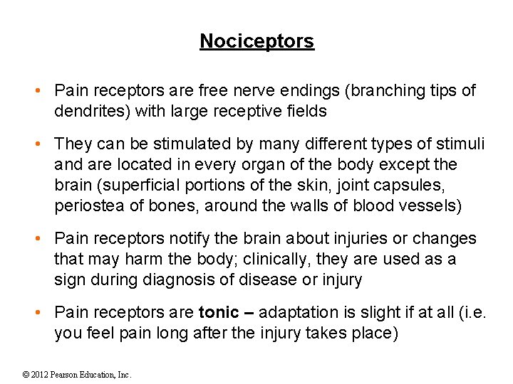 Nociceptors • Pain receptors are free nerve endings (branching tips of dendrites) with large