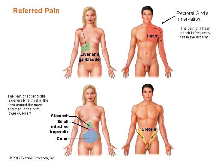 Referred Pain Pectoral Girdle Innervation Heart Liver and gallbladder The pain of appendicitis is