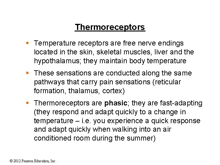 Thermoreceptors § Temperature receptors are free nerve endings located in the skin, skeletal muscles,