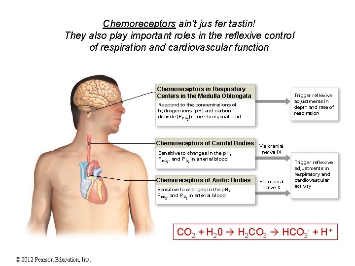 Chemoreceptors ain’t jus fer tastin! They also play important roles in the reflexive control