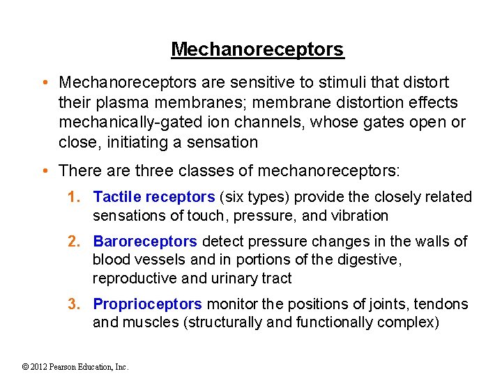Mechanoreceptors • Mechanoreceptors are sensitive to stimuli that distort their plasma membranes; membrane distortion